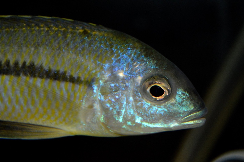 Nyassachromis nigritaeniatus 'Chipoka'